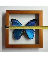 LARGE Blue Morpho Butterfly - $110.88 CAD