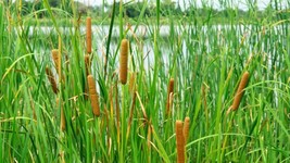 THJAR 500 Common Cattail seeds (Typha latifolia), harvested early - £2.95 GBP