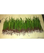 10 RED SALTWATER MANGROVE  PROPAGULES 100% Organic SALWATER / FRESHWATER - $19.80