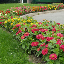 100 Magellan Mix Zinnia Seeds Planting US Seller Fast Shipping - $5.48