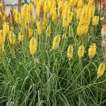 Kniphofia Gold Rush Starter Plant Fresh USA Shipping - $29.20