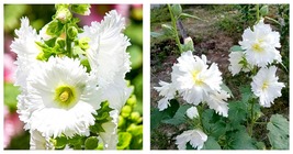 300 Seeds of Alcea &#39;Chaste White&#39; Seeds fresh seeds - £18.87 GBP