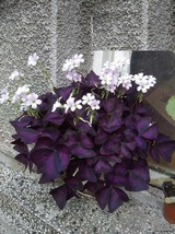 Oxalis Purple shamrock, Oxalis Triangularis &#39;&#39;Fanny&quot;Plant, False shamroc... - £4.08 GBP