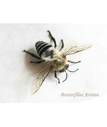 Megachile Species Hairy-tailed Leafcutter Bee Real Framed Entomology Sha... - $94.35 CAD