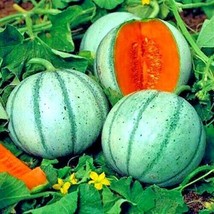 S_SH 10 Charentais Melon Cantaloupe Seeds Non~Gmo Organic Garden Fruit Hybrid Pl - $13.20