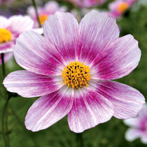 35 Cosmos Happy Ring Flower Seeds Long Lasting Annual Drought Tolerant From US  - $8.35