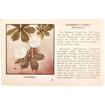 Mandrake Barberry Wild Flower 1932 Antique Color Plate Print Irving Laws... - $24.99