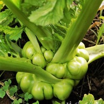 Seeds Fresh Chinese Stem Mustard Tuber Zha Cai Swollen Knob Tsa Tsai - £7.81 GBP