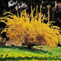 Forsythia Lynwood Gold-"Golden Bells" (Forsythia xintermedia 'lynwood') 4" pot image 6