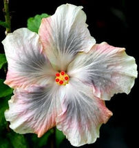 25 Pink Black &amp; White Hibiscus Seeds Flower Plants Garden Planting - £10.76 GBP