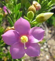 US Seller Orphium Frutescens Sea Rose Sticky Flower Chironia Arenaria 100 Seeds  - $15.95