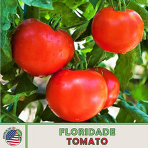 10 SEEDS FLORIDADE TOMATO HEIRLOOM SEEDS FAST ACHIEVE GARDEN ELEGANCE - £6.38 GBP