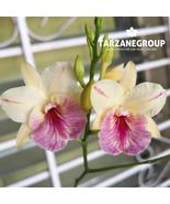 BROUGHTONIA SANGUINEA ‘HR SPLASH x STAR SPLASH’ SMALL ORCHID MOUNTED - $37.00