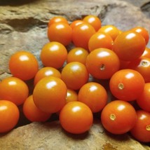 Sungold Select 2 Tomato Seed Non Can Save Seed Naturally And Organically Grown R - £10.04 GBP