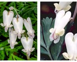 10 Squirrel Corn Dicentra canadensis Bulbs Roots WOODLAND WILDFLOWERS - £40.71 GBP