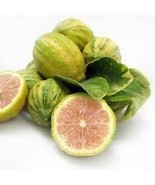 5+ Variegated Pink Lemon Seeds for Garden Planting I California Citrus Seed - €10,32 EUR