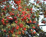 Siberian Crab apple {Malus baccata} Cold Hardy Deciduous 15 seeds - £4.39 GBP