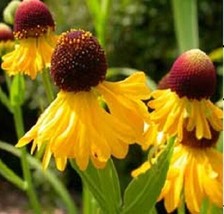 USA Store 50 Seeds Helenium Purple Headed Tiny Dancer Perennial Flower Seeds Fas - £6.92 GBP