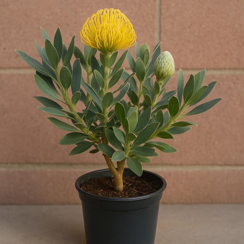 Yellow Leucospermum Flower Live Plants - Unique South African Blooms - $157.42