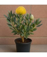 Yellow Leucospermum Flower Live Plants - Unique South African Blooms - $157.42