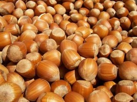 European Hazelnut - Hardy Shrub, Delicious Nuts! - 10+ seeds - G 023 - £3.58 GBP