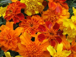 1 4 Oz Mixed Marigold Seeds Farm Mix Bulk Seeds French Marigold 3000Ct - £9.26 GBP