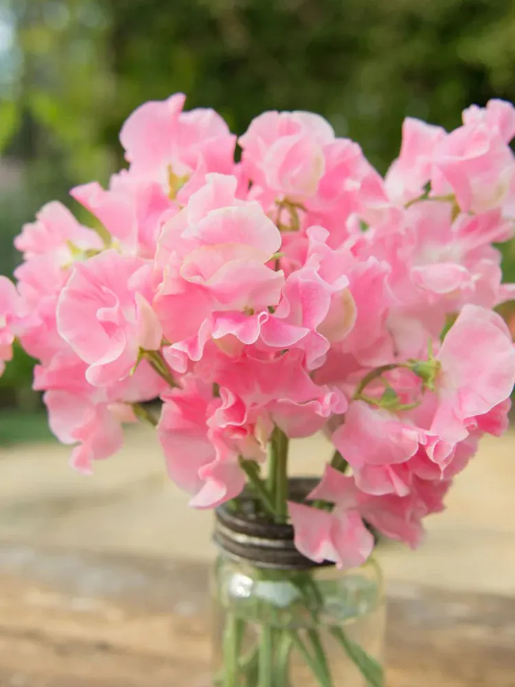 Lathyrus odoratus Sweet Pea Seeds - Pale Pink Blooms  50 Seeds - $8.84