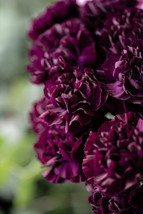 TKBONStore 45 Seeds Black Carnation King Of Blacks Dianthus Caryophyllus Grenadi - £9.19 GBP