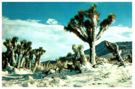 Desert Joshua Tree Covered With Snow Cactus Postcard - £6.62 GBP