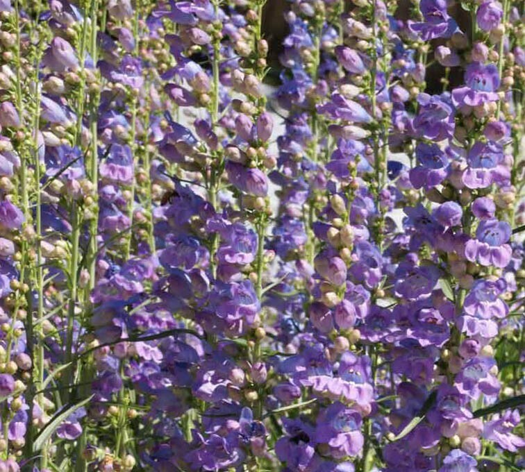Penstemon One-Sided Purple Perennial Beardtongue Hummingbirds Non-Gmo 50... - $7.96