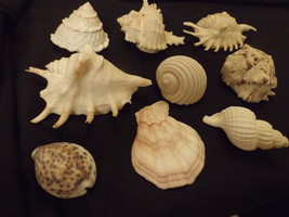 Assortment of Sea Shells – Medium Sized – Nine (9) – LOT A - £27.65 GBP