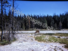 1963 Yellowstone National Park Deer at River Bed Wyoming 35mm Slide - £4.27 GBP