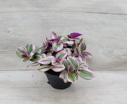 Rare Tradescantia Nanouk Variegated ,wandering jew in 4&quot; POT ROOTED LIVE PLANT - £18.38 GBP