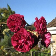 5 Burgundy Climbing Rose Red Rosa Bush Vine Climber Fragrant Flower Seeds Fast S - £11.85 GBP