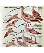 Large Sandpipers Shore Birds Varieties 1966 Color Art Print Nature ADBN1s - $28.01 CAD