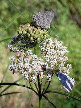 FROM US 20 Seeds Asclepias Fascicularis Narrowleaf Milkweed GV18 - £27.17 GBP