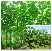 New Fresh Paulownia Elongata New Forest Tree Bonsai 200Pcs/Pack Fast Growing Tre - £8.41 GBP