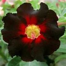  BELLFARM Santiago Black Red Rose Shrub Perennial Flowers Seeds Item DL005C - $9.98