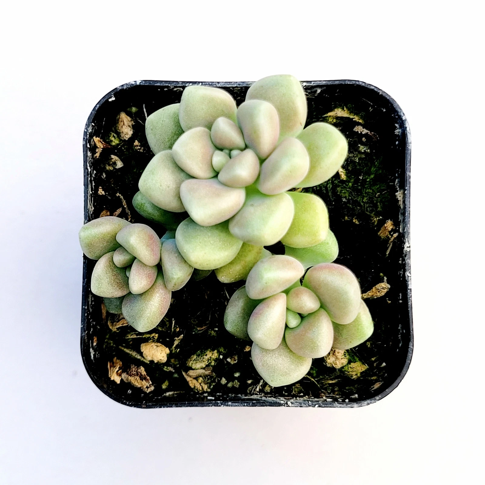 Graptoveria mendozae [Fragile] Succulent Plant - $11.66