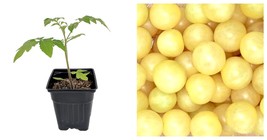 2.5&quot; Pot - Snow White Cherry Tomato Plant - Very Sweet! - £29.46 GBP
