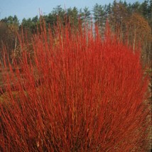 Cornus sericea &#39;Cardinal&#39; - Red Twig Dogwood - 1 Gallon Pot - £43.15 GBP
