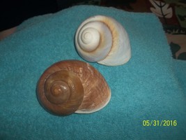 LOT OF 3  sea shell Giant Land Snail craft or aquarium very nice - £7.25 GBP