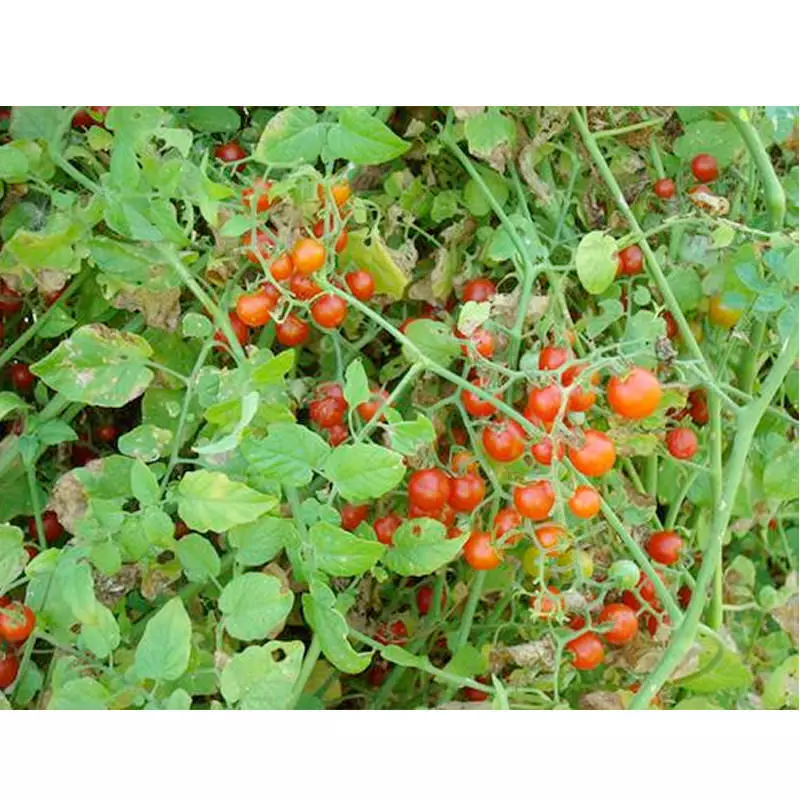 30 Sweet Pea Currant Tomato Seeds - £4.38 GBP