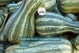 Cushaw Green Striped Pumpkin Seeds, Cucurbita Pepo, Heirloom, 20 lbs Fru... - $4.99+