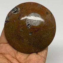135.4g, 3&quot;x3&quot;x0.7&quot;, Goniatite (Button) Ammonite Polished Fossils, B30087 - £9.59 GBP