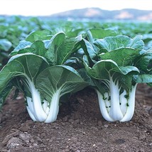 Joi Choi Seeds Fresh USA Shipping - £4.11 GBP