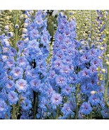 SRN Light Blue Rocket Larkspur Seeds Delphinium Consolida Ajacis Flower ... - $11.23