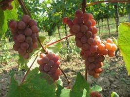 Vitis Labrusca Catawba Grape Seeds Grown In Usa Gardening - £14.36 GBP