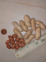 40+ Jumbo Bailey Virginia Peanut Seeds  For Planting ,Organic NON - GMO for 2023 - £7.52 GBP