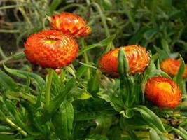 100 Orange Double Strawflower Helichrysum Monstrosum Flower Seeds   - £13.32 GBP